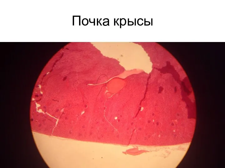 Почка крысы