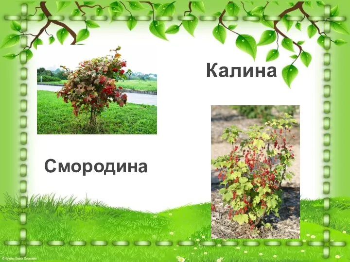 Калина Смородина