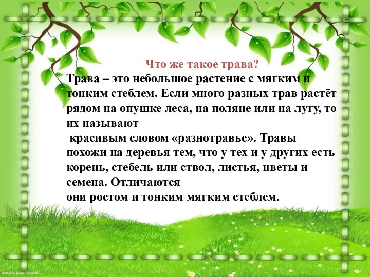 Что же такое трава? Трава – это небольшое растение с мягким