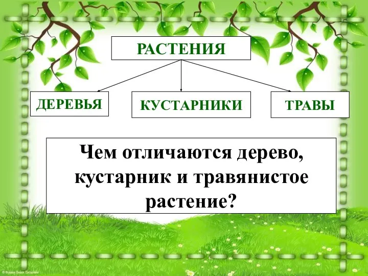 РАСТЕНИЯ ДЕРЕВЬЯ КУСТАРНИКИ ТРАВЫ Чем отличаются дерево, кустарник и травянистое растение?