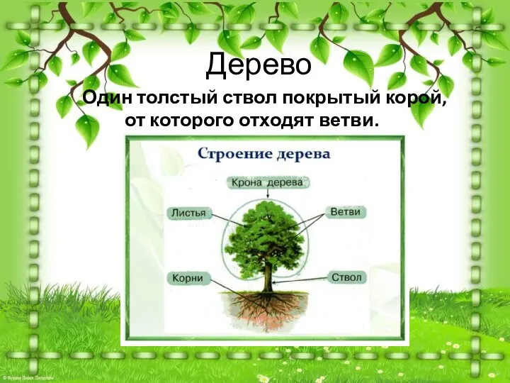 Дерево Один толстый ствол покрытый корой, от которого отходят ветви.