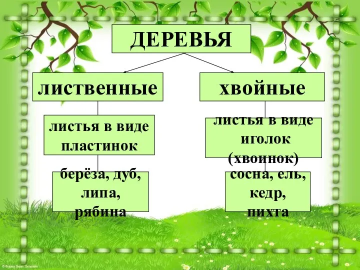 ДЕРЕВЬЯ лиственные хвойные листья в виде пластинок листья в виде иголок(хвоинок)