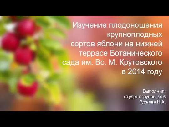 Выполнил: студент группы 34-6 Гурьева Н.А. Изучение плодоношения крупноплодных сортов яблони