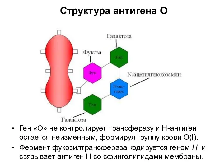 Ген «О» не контролирует трансферазу и Н-антиген остается неизменным, формируя группу