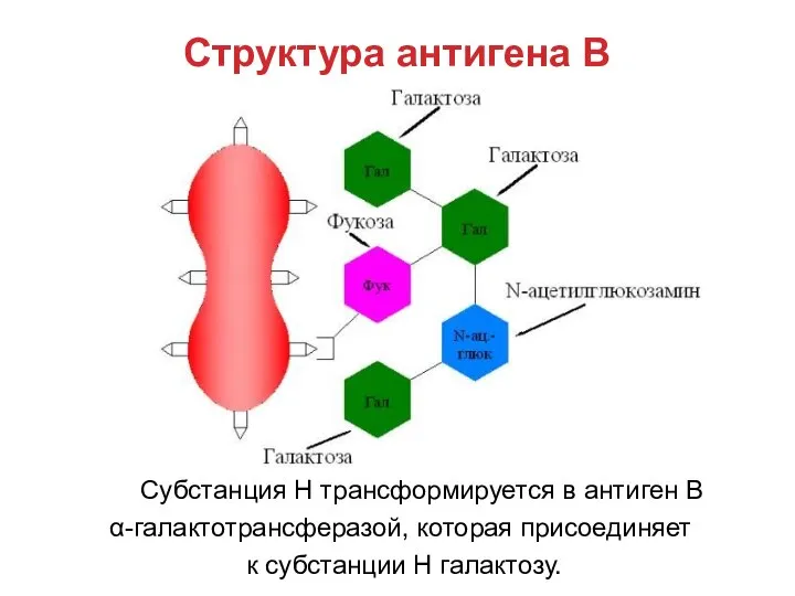 Структура антигена В Субстанция Н трансформируется в антиген В α-галактотрансферазой, которая присоединяет к субстанции Н галактозу.