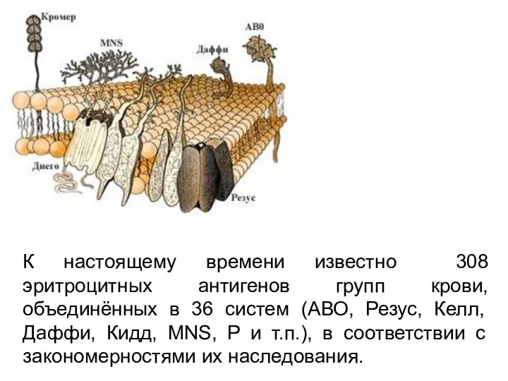 К настоящему времени известно 308 эритроцитных антигенов групп крови, объединённых в