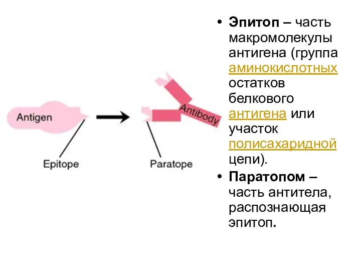 Эпитоп – часть макромолекулы антигена (группа аминокислотных остатков белкового антигена или