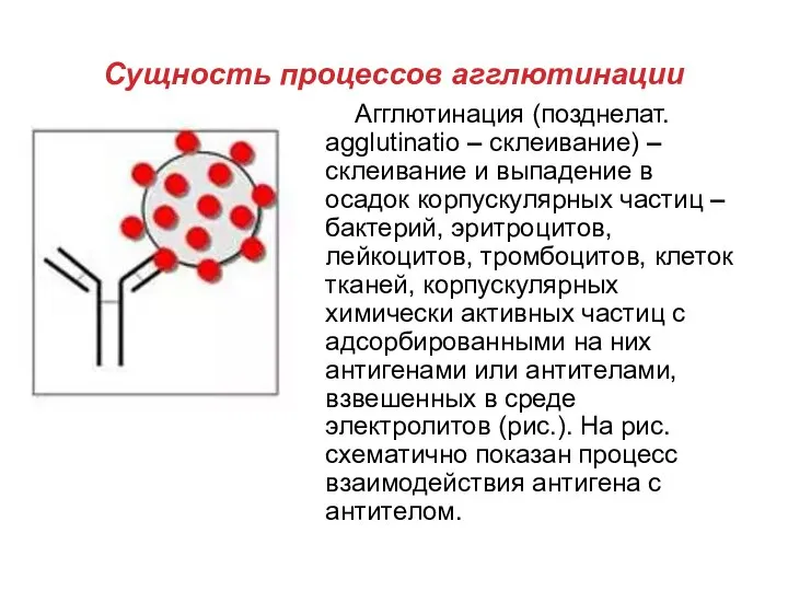 Сущность процессов агглютинации Агглютинация (позднелат. agglutinatio – склеивание) – склеивание и