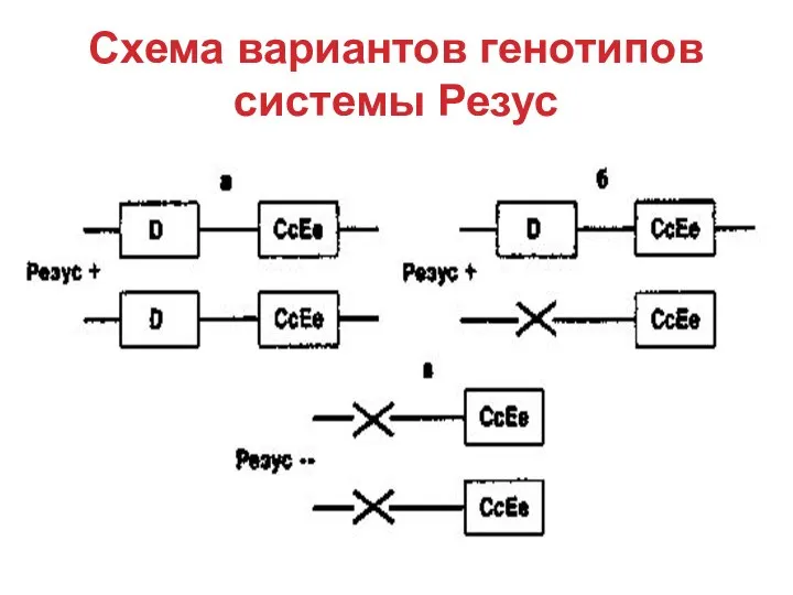 Схема вариантов генотипов системы Резус