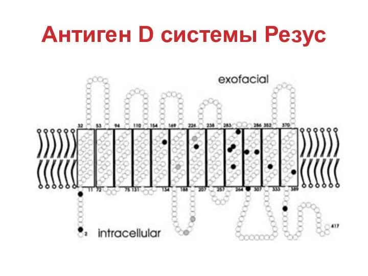 Антиген D системы Резус