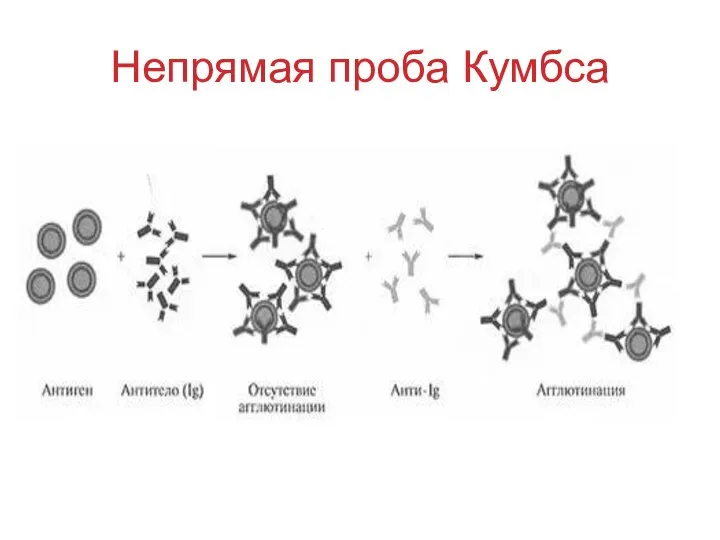 Непрямая проба Кумбса