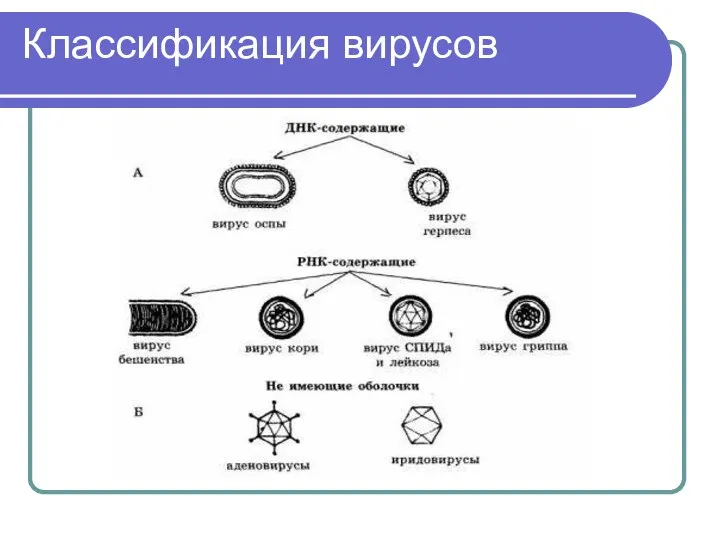 Классификация вирусов