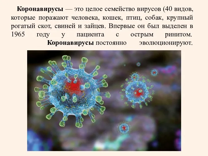 Коронавирусы — это целое семейство вирусов (40 видов, которые поражают человека,