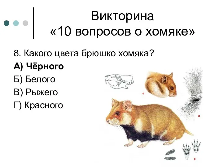 Викторина «10 вопросов о хомяке» 8. Какого цвета брюшко хомяка? А)