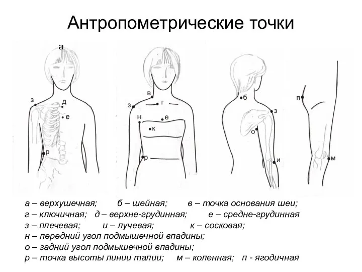 Антропометрические точки а – верхушечная; б – шейная; в – точка