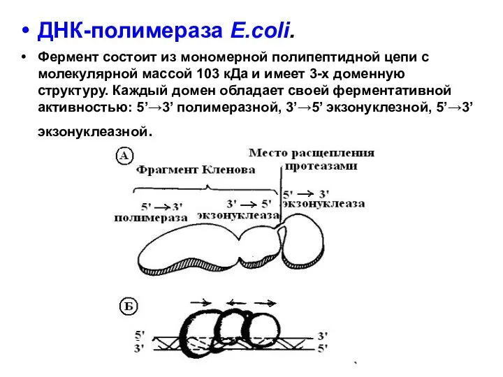 ДНК-полимераза E.coli. Фермент состоит из мономерной полипептидной цепи с молекулярной массой