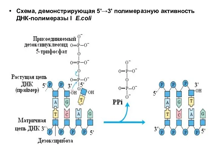Схема, демонстрирующая 5'→3' полимеразную активность ДНК-полимеразы I E.coli