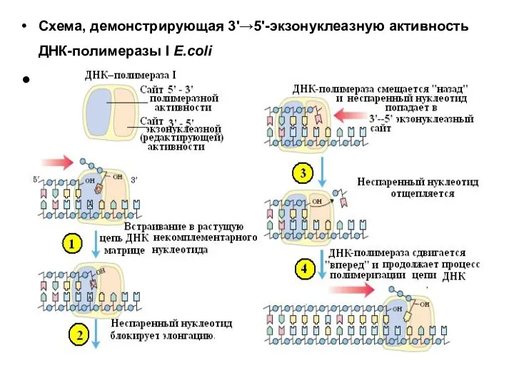 Схема, демонстрирующая 3'→5'-экзонуклеазную активность ДНК-полимеразы I E.coli