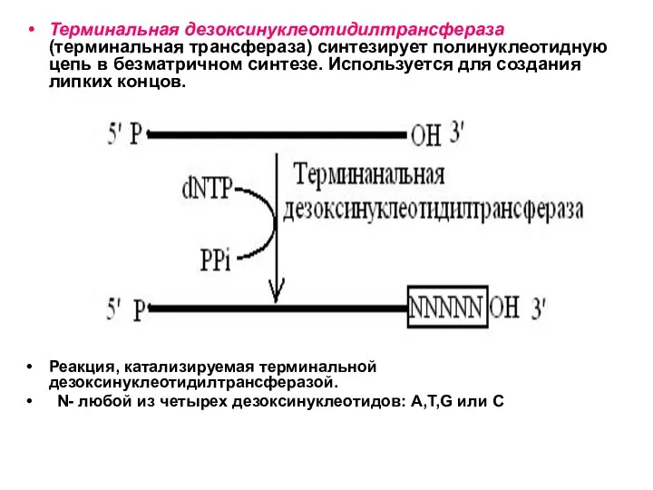 Терминальная дезоксинуклеотидилтрансфераза (терминальная трансфераза) синтезирует полинуклеотидную цепь в безматричном синтезе. Используется