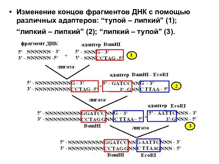 Изменение концов фрагментов ДНК с помощью различных адаптеров: “тупой – липкий”