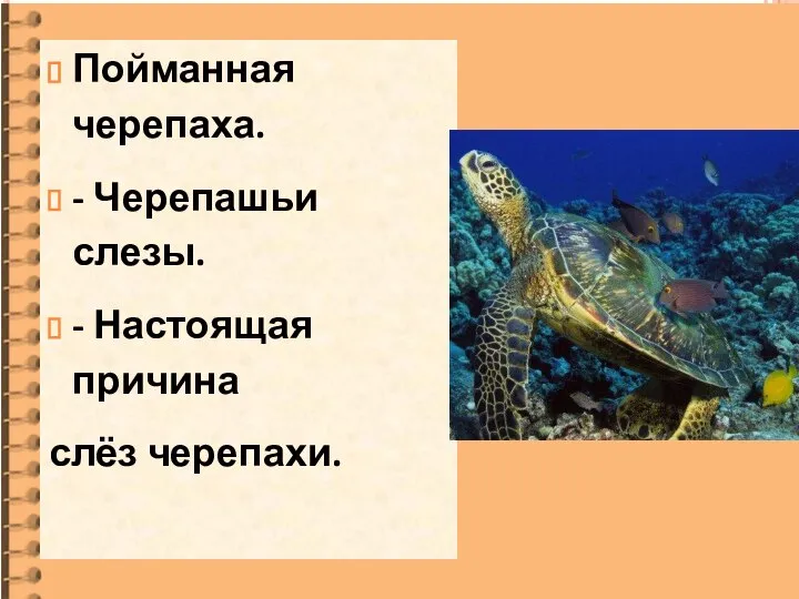 Пойманная черепаха. - Черепашьи слезы. - Настоящая причина слёз черепахи.