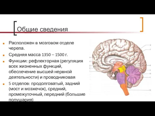 Общие сведения Расположен в мозговом отделе черепа. Средняя масса 1350 –