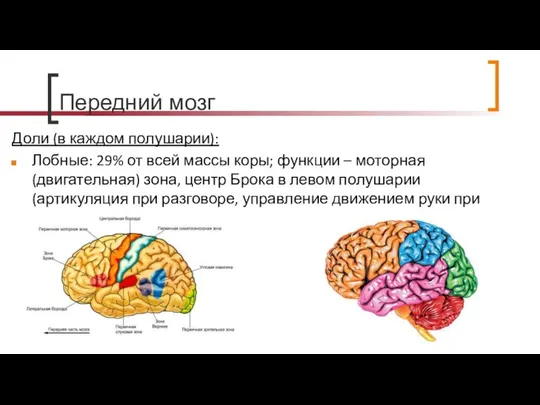 Передний мозг Доли (в каждом полушарии): Лобные: 29% от всей массы