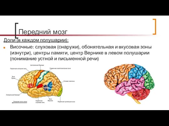 Передний мозг Доли (в каждом полушарии): Височные: слуховая (снаружи), обонятельная и