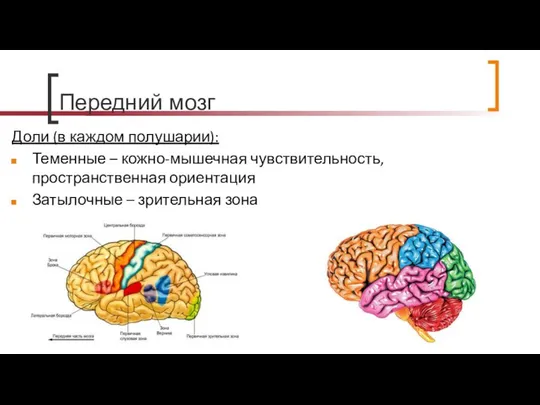 Передний мозг Доли (в каждом полушарии): Теменные – кожно-мышечная чувствительность, пространственная ориентация Затылочные – зрительная зона