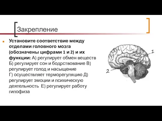 Закрепление Установите соответствие между отделами головного мозга (обозначены цифрами 1 и