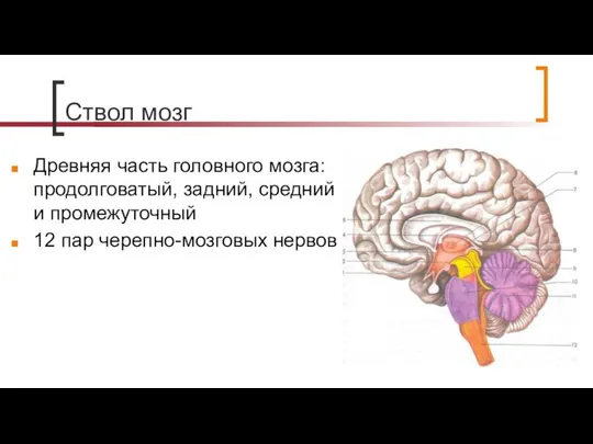 Ствол мозг Древняя часть головного мозга: продолговатый, задний, средний и промежуточный 12 пар черепно-мозговых нервов