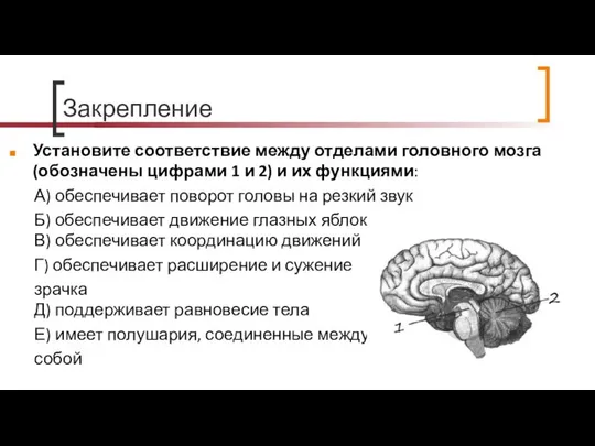 Закрепление Установите соответствие между отделами головного мозга (обозначены цифрами 1 и