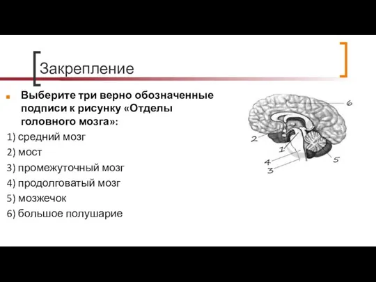 Закрепление Выберите три верно обозначенные подписи к рисунку «Отделы головного мозга»: