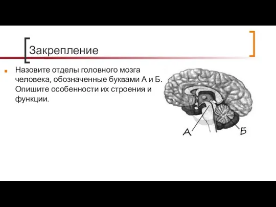 Закрепление Назовите отделы головного мозга человека, обозначенные буквами А и Б.