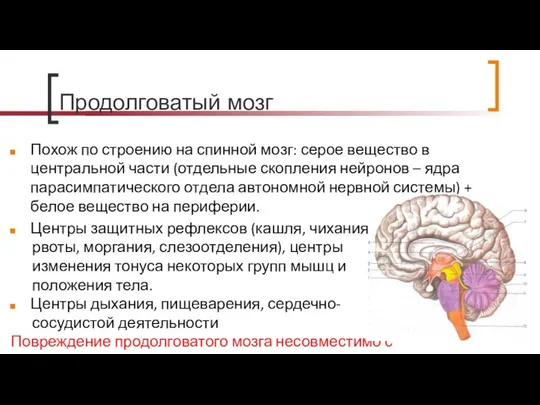 Продолговатый мозг Похож по строению на спинной мозг: серое вещество в