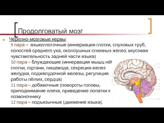 Продолговатый мозг Черепно-мозговые нервы: 9 пара – языкоглоточные (иннервация глотки, слуховых
