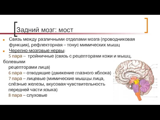 Задний мозг: мост Связь между различными отделами мозга (проводниковая функция), рефлекторная