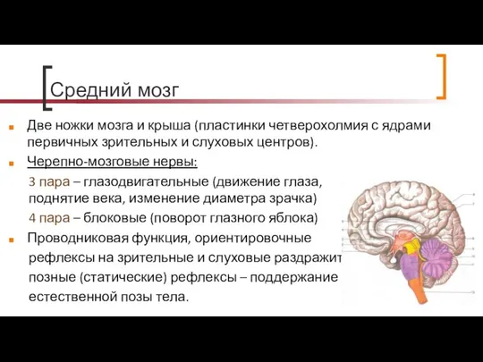 Средний мозг Две ножки мозга и крыша (пластинки четверохолмия с ядрами