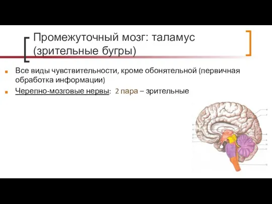 Промежуточный мозг: таламус (зрительные бугры) Все виды чувствительности, кроме обонятельной (первичная