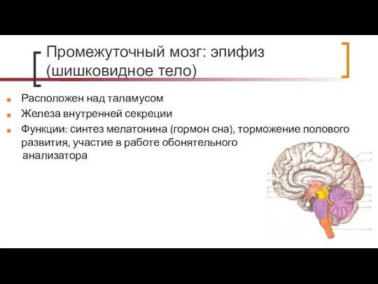 Промежуточный мозг: эпифиз (шишковидное тело) Расположен над таламусом Железа внутренней секреции