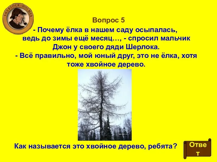 Вопрос 5 Почему ёлка в нашем саду осыпалась, ведь до зимы