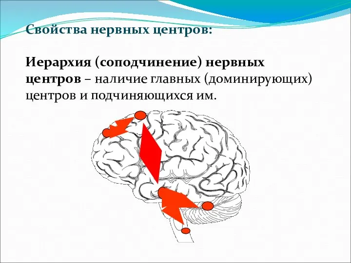 Свойства нервных центров: Иерархия (соподчинение) нервных центров – наличие главных (доминирующих) центров и подчиняющихся им.