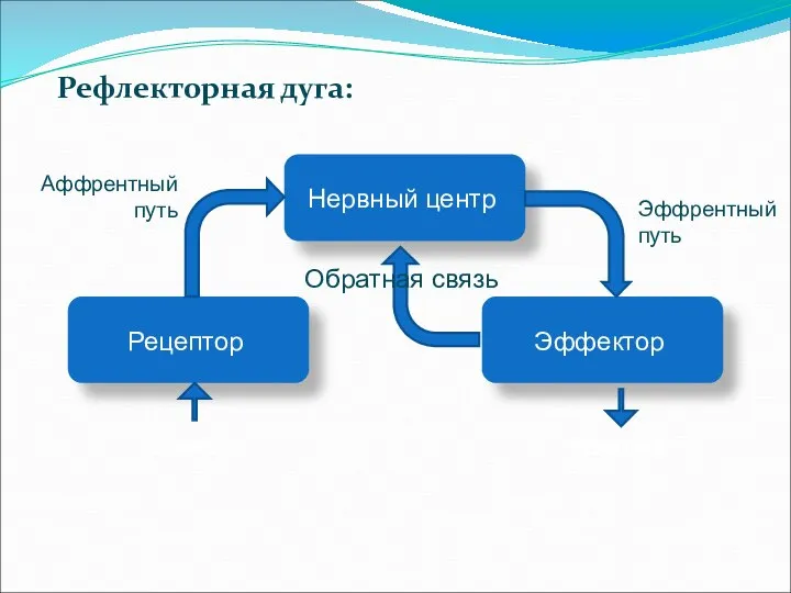 Рефлекторная дуга: СТИМУЛ РЕАКЦИЯ Обратная связь Аффрентный путь Эффрентный путь