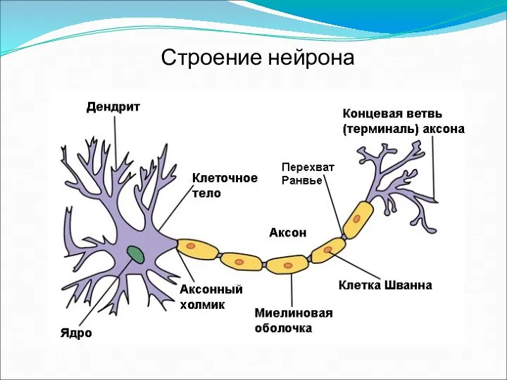 Строение нейрона