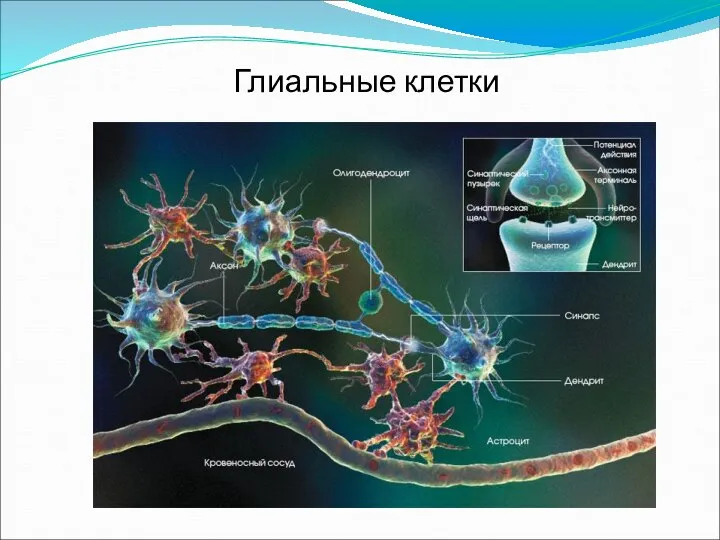 Глиальные клетки