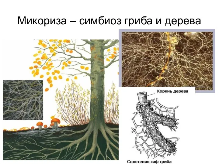 Микориза – симбиоз гриба и дерева