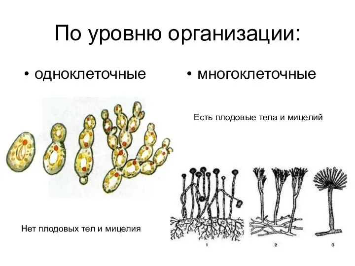 По уровню организации: одноклеточные многоклеточные Нет плодовых тел и мицелия Есть плодовые тела и мицелий