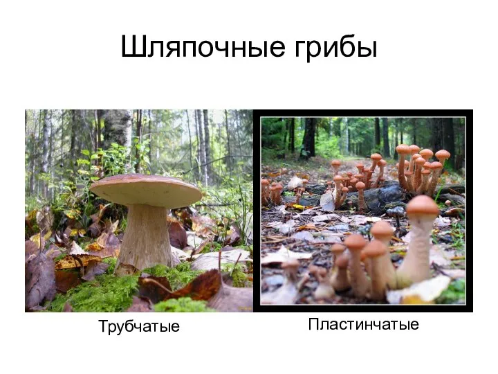 Шляпочные грибы Пластинчатые Трубчатые