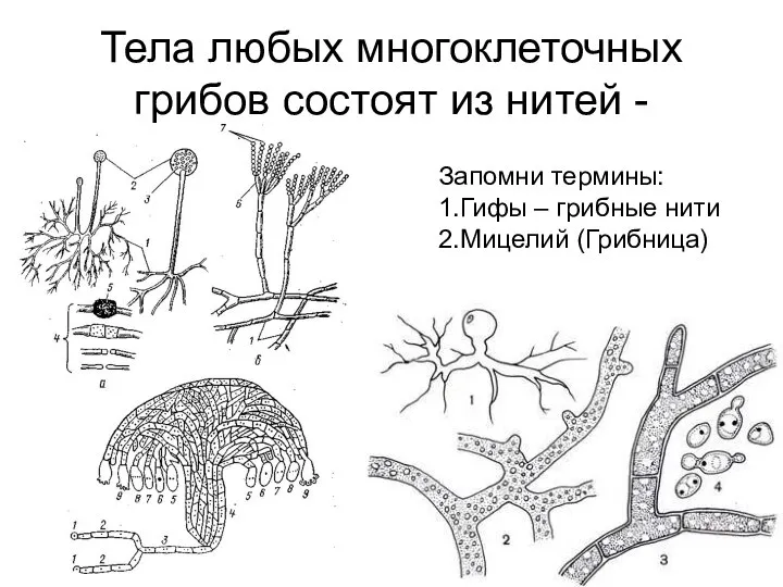Тела любых многоклеточных грибов состоят из нитей - Запомни термины: 1.Гифы – грибные нити 2.Мицелий (Грибница)