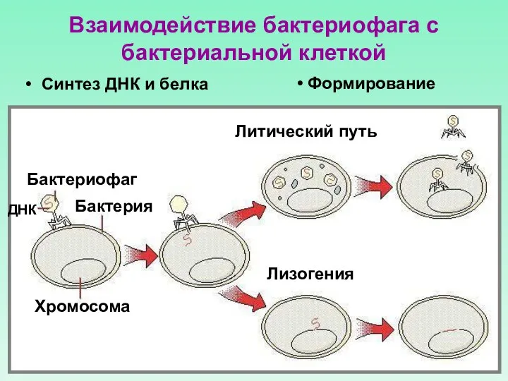 Взаимодействие бактериофага с бактериальной клеткой Синтез ДНК и белка Лизогения Литический